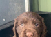 K/c working chocolate cocker puppies