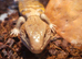 Sweet blue tongue skink