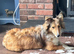 Sable Shetland sheepdog girl