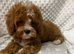 DEEP FOX RED F1 CAVAPOO DNA TESTED READY NOW