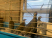 Chukar partridges