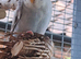 2 budgies available . Cinnamon and Dun Fallow