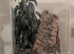 Venezuelan Sun Tiger Tarantula