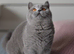 GCCF reg kittens