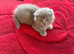 British and Scottish Fold kittens
