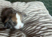 Beautiful French lop and mini lop babies