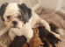 Last female Shih Tzu ready to go