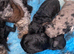 Health tested miniature poodle puppies