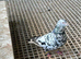Afghan pigeons