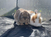 Male fluffy lionhead