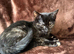 Beautiful Tortie Kittens