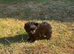 Pomeranian x griffon girl sale