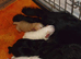 Beautiful cocker spaniel puppies.