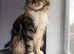 Full breed Siberian kittens
