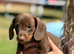 Minature dachshund Chocolate boy left!!