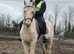 Rambo 8yr old palomino warmblood gelding