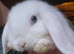 Mini lop baby boy