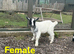 Pygmy goats