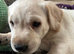 For sale fox red and golden Labrador puppies