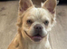 Fluffy Frenchie