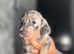 Beautiful mini dachshund