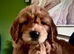 Standard Goldendoodle / Australian Double Doodle