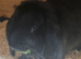 French lop does