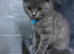 Chunky Male BSH kitten ready now! FULLY VACCINATED
