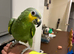 South west parrot rescue