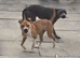 Red and White Staffordshire Bull Terrier Pup