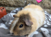 Young guinea pigs looking for new homes