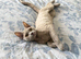 Pedigree female lilac Devon Rex girl