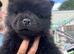 Chow pups ready now papers to hand !!