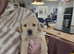 Beautiful labrador puppy for sale