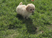 Cavapoochon Puppy