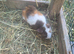 Teddy male guinea pig