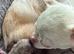 Beautiful quality BLUE/LILAC apple head chihuahuas