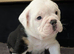 Old English Bulldog puppy