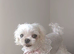 Korean maltese girl