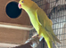 Yellow and blue Indian ringneck pair