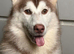 Husky