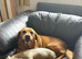 Labrador x Collie Puppies