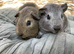 Pretty agouti baby boys