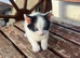 Last remaining kitten looking for forever home