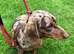 Kc miniature dachshund Bitch for sale