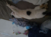 Luna for sale to good home