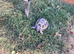 Harry the Tortoise