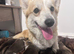 READY NOW! Beautiful Pembroke Welsh Corgi Puppies &ndash; Ready Soon