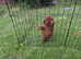 Miniature poodle