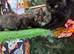 2 FLUFFY TORTIE FEMALE KITTENS 1 MALE